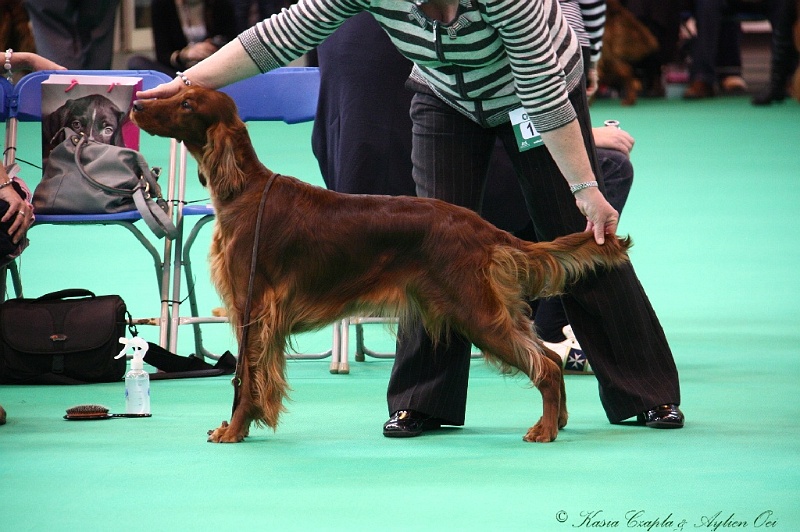 Crufts2011 322.jpg